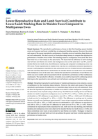 Lower reproductive rate and lamb survival contribute to lower lamb marking rate in maiden ewes compared to multiparous ewes