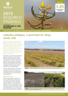 Lebeckia ambigua, a perennial for deep sandy soils