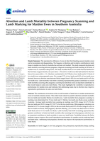Abortion and lamb mortality between pregnancy scanning and lamb marking for maiden ewes in southern Australia