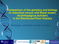Comparisons between the biological performance and genetic composition of restocked versus wild black bream, Acanthopagrus butcheri, in the Blackwood Rivery Estuary