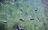 Decisive moment between sea and air