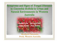 Symptoms of stress and decline of Corymbia ficifolia in urban and natural environments in Western Australia
