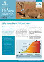 Judas camels betray their best mates