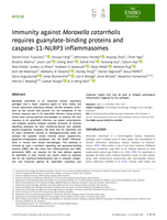 Immunity against Moraxella catarrhalis requires guanylate-binding proteins and caspase-11-NLRP3 inflammasomes