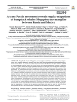 A trans-Pacific movement reveals regular migrations of humpback whales Megaptera novaeangliae between Russia and Mexico