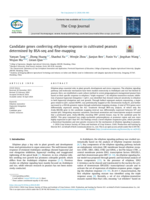 Candidate genes conferring ethylene-response in cultivated peanuts determined by BSA-seq and fine-mapping