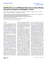 Identification of a von Willebrand factor type A protein affecting both grain and flag leaf morphologies in wheat