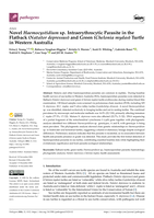 Novel Haemocystidium sp. Intraerythrocytic Parasite in the Flatback (Natator depressus) and Green (Chelonia mydas) Turtle in Western Australia