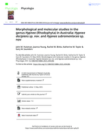 Morphological and molecular studies in the genus Hypnea (Rhodophyta) in Australia: Hypnea decipiens sp. nov . and Hypnea subramentacea sp. nov