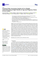 Genome-Wide Association Studies of Live Weight at First Breeding at Eight Months of Age and Pregnancy Status of Ewe Lambs