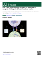 CD8 T cells cross-restricted by HLA-B57 and HLA-E01 recognize HIV Gag with different functional profiles