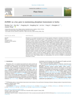 HvPHR1 as a key gene in maintaining phosphate homeostasis in barley